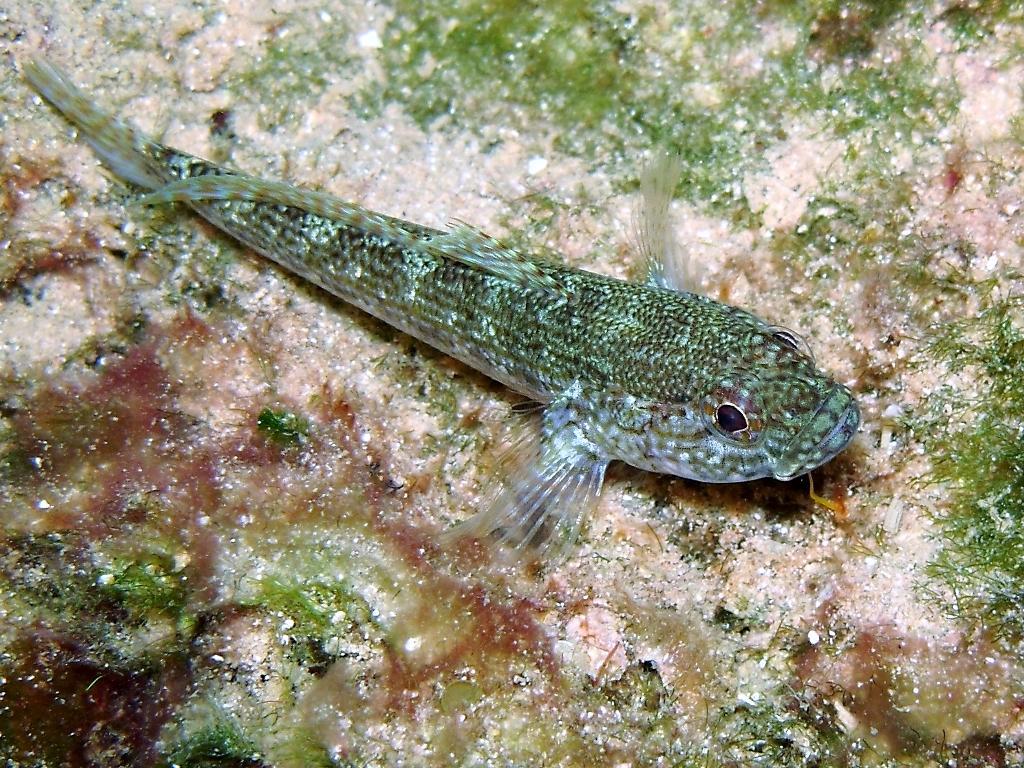 Gobius fallax (Sarato, 1889)